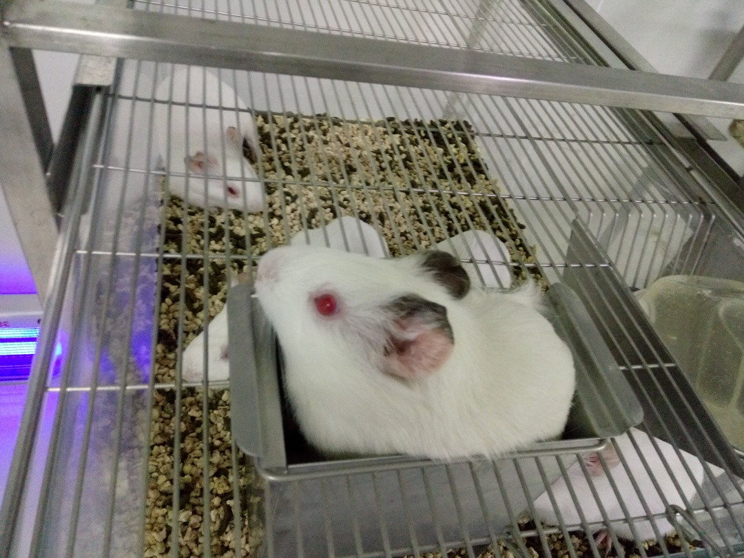 小白鼠 小白鼠